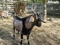 Cabra, Nubian Goat — foto 7