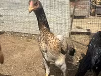 Chickens — عکس 1