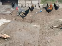 Chickens — photo 2