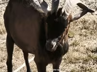 Billy Goat, Alpine goat — photo 7