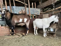 بز نر, Alpine goat — عکس 3