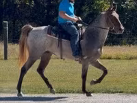Kuda jantan, Rocky Mountain Horse — foto 8
