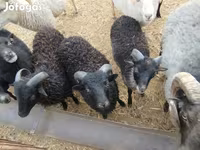 숫양, Ouessant sheep — 사진 3