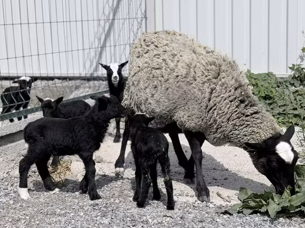 Schaf, Romanov sheep