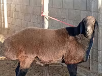 Beran, Arashan sheep — foto 4