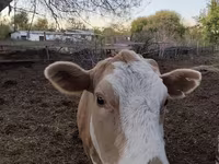 گاو ماده, Simmental cattle — عکس 1