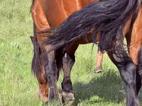 Cavallo, Soviet Heavy draft — foto 6