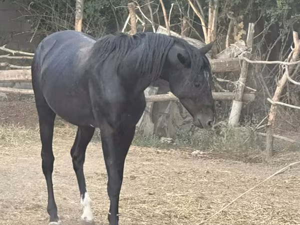 Horse (M), Horses — Kyrgyzstan