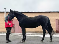 Faras dhaddig, Akhal-Teke — sawirka 6