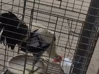 Chickens — foto 2