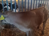 Toro, Simmental cattle — foto 1