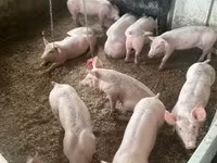 Pigs (batch, sex not specified) — photo 1
