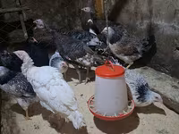 Chickens — عکس 4