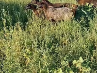Biri-biri betina, Sheep — foto 8
