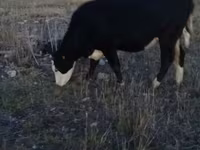 ወንድ በሬ, Simmental cattle — ፎቶ 4