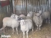 公羊, Sheep — 照片 3