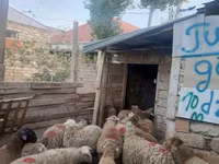 قوچ, گوسفند — عکس 2