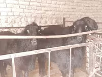 قوچ, گوسفند — عکس 4