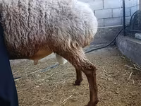 Bagge, Rhon sheep — foto 2