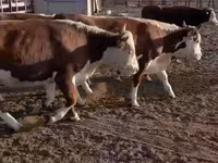 Banteng, Hereford — foto 4