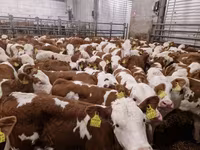 سانڈ, Simmental cattle — تصویر 3