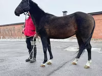 Kanca, Akhal-Teke — 3. fotó