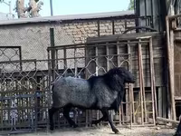 Ram, Romanov sheep — photo 2