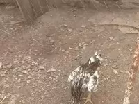 Chickens — 1-rasm