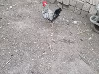 Chickens — foto 4