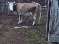 ላም, Simmental cattle — ፎቶ 1