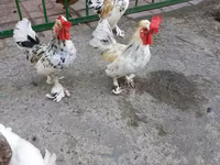 بنتام ژاپنی — عکس 2