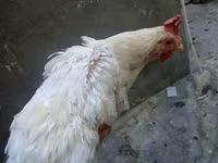 Chickens — Foto 4