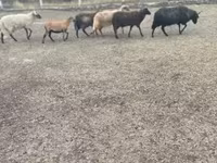 Bagge, Racka sheep — foto 1