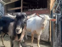 Kambing jantan, Saanen goat — foto 1