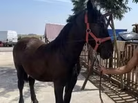 公马, Horses — 照片 2