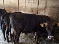 Banteng, Cattle — foto 5