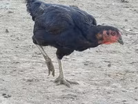 Chickens — foto 3