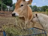 Kuh, Limousin-Kuh — Foto 4