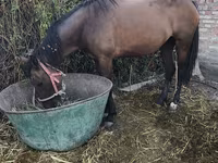 Klisna, Thoroughbred horse — foto 3