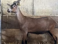 Cabra, Alpine goat — foto 1