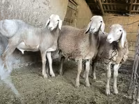 公羊, Sheep — 照片 1