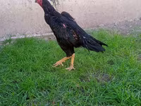 Chickens — Foto 2