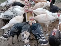 Turkeys — 写真 2