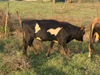 Lembu betina, Cattle — foto 2