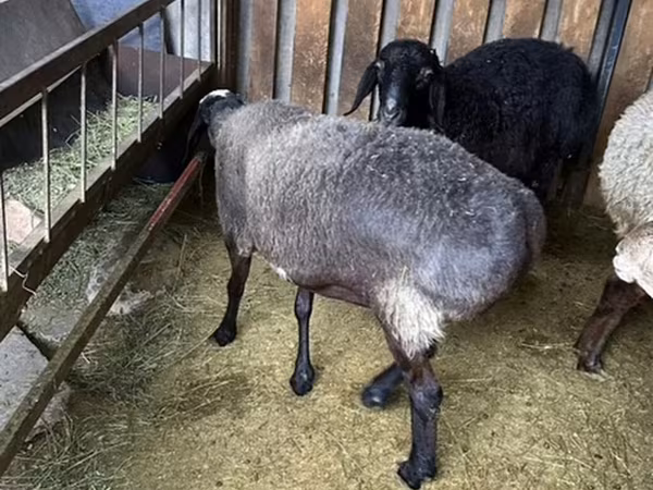 በግ, Sheep