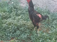 Chickens — φωτογραφία 1