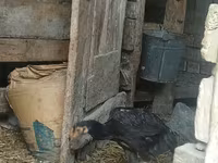 Chickens — foto 7
