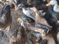Ducks — foto 5