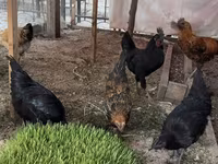 Chickens — fotografija 2