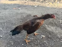 Shamo chickens — foto 7